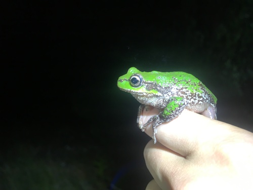 Tasmanian Tree Frog