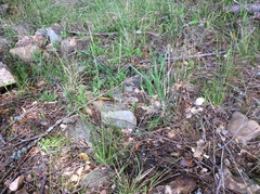Deschampsia elongata