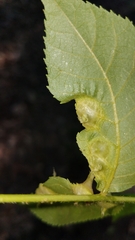Phylloxera caryaefoliae