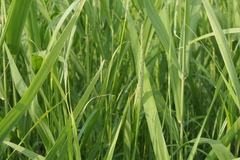 Alopecurus japonicus