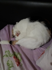Felis catus