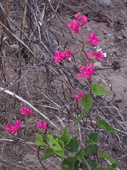 Antigonon leptopus