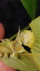 Phylloxera caryaefoliae