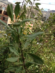 Dunalia brachyacantha