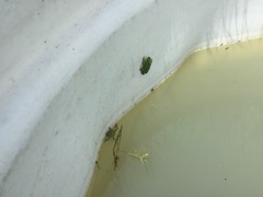 Dendropsophus molitor