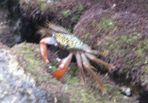 Geograpsus lividus