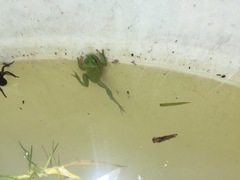 Dendropsophus molitor