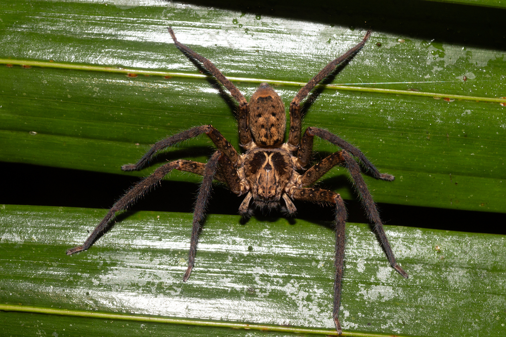 Heteropoda hillerae from Mount Glorious QLD 4520, Australia on April 28 ...