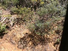 Ceanothus foliosus foliosus