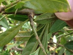 Dunalia brachyacantha