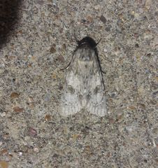 Acronicta rubricoma