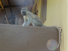 Chlorocebus pygerythrus