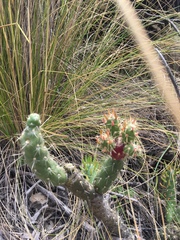 Austrocylindropuntia shaferi
