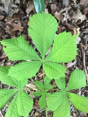 Aesculus hippocastanum