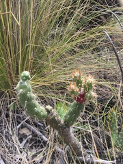 Austrocylindropuntia shaferi