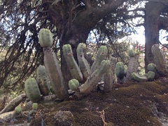 Trichocereus bridgesii