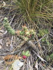 Austrocylindropuntia shaferi