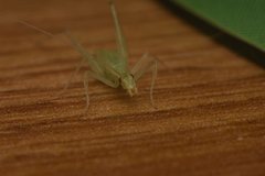 Oecanthus leptogrammus