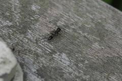 Myrmarachne inermichelis