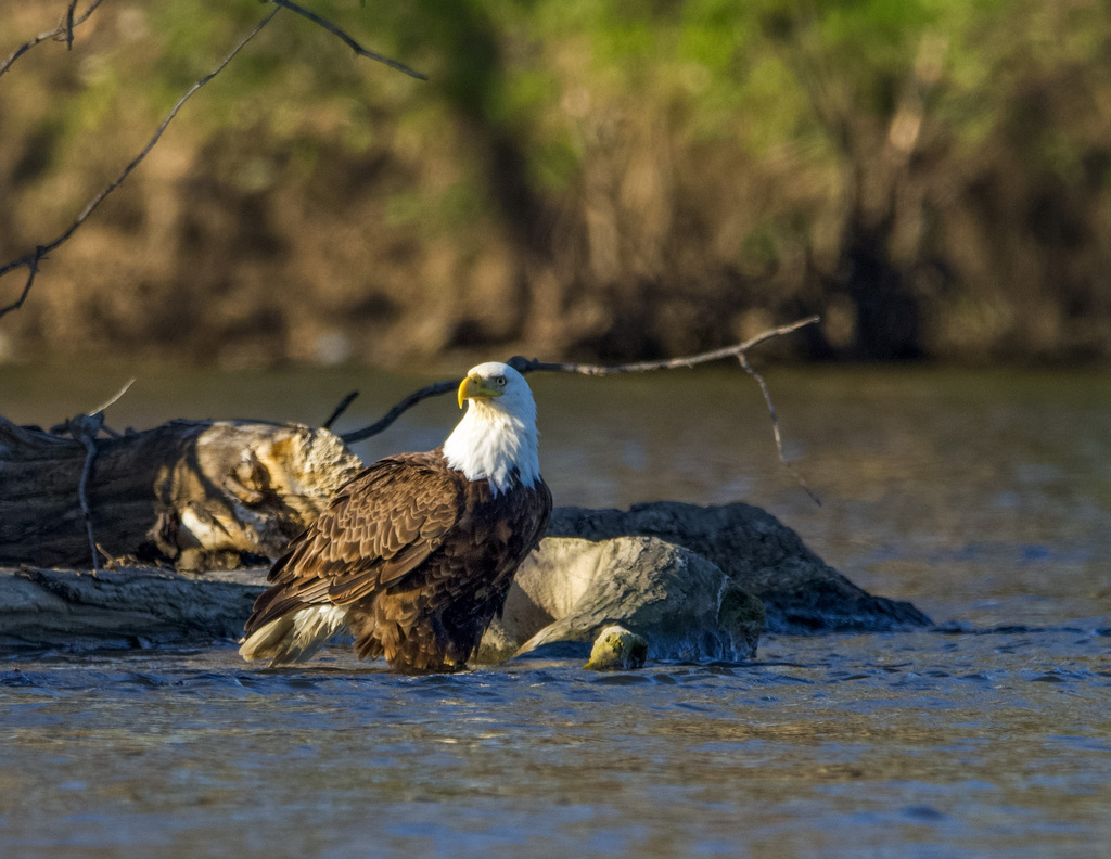 Bald Eagle from Grand Ravines North County Park, 9920 42nd Ave ...