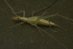 Oecanthus leptogrammus