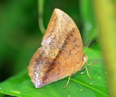 Discophora