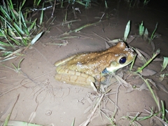 Trachycephalus cunauaru