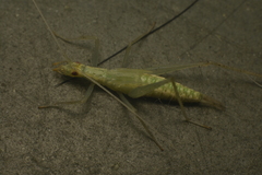 Oecanthus leptogrammus