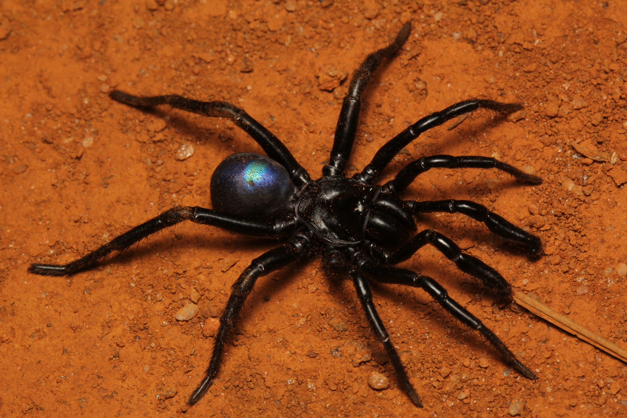 Actinopus tutu Miglio, Pérez-Miles & Bonaldo, 2020