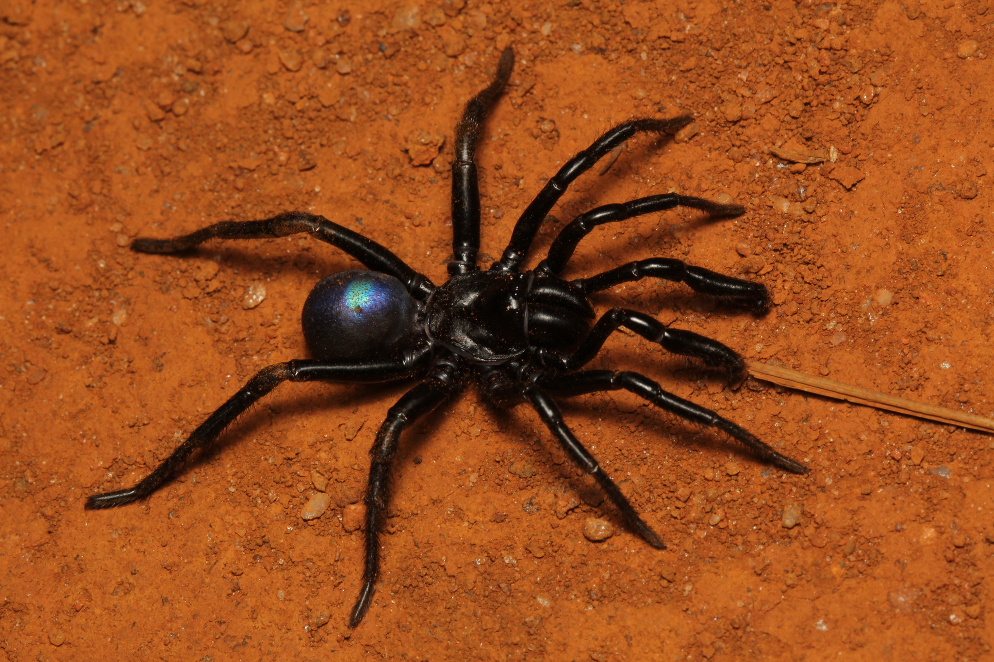 Actinopus tutu Miglio, Pérez-Miles & Bonaldo, 2020