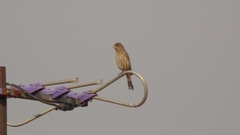 Haemorhous mexicanus