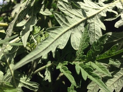 Ambrosia arborescens