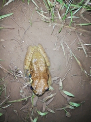 Trachycephalus cunauaru