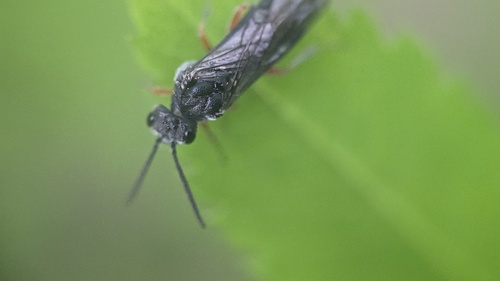 Vestigial Weeper, Noordwijkerhout, Nederland, photo 4 of 10