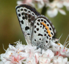 Euphilotes bernardino