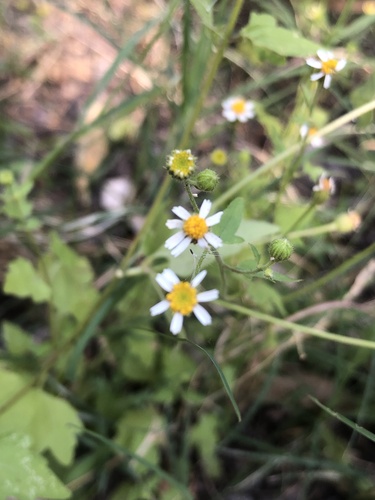 Shortray Rockdaisy