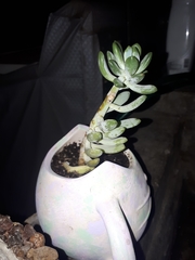 Crassulaceae