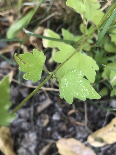 Shortray Rockdaisy