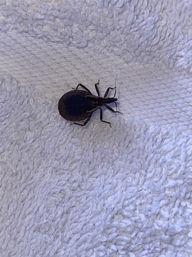 Triatoma rubida