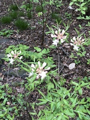 Rhododendron prinophyllum