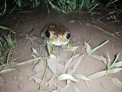 Trachycephalus cunauaru