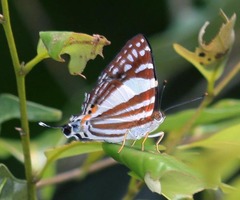 Dodona deodata