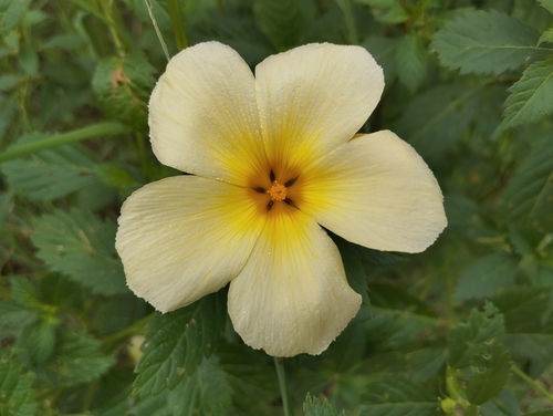 Turnera subulata