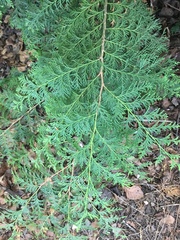 Thuja plicata