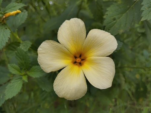 Turnera subulata
