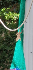 Anolis sagrei