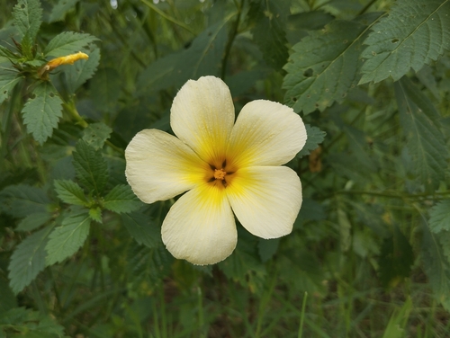 Turnera subulata