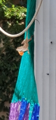 Anolis sagrei