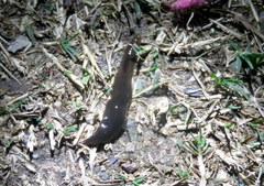 Continenticola