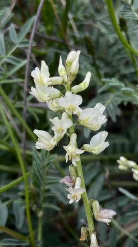 Astragalus dependens